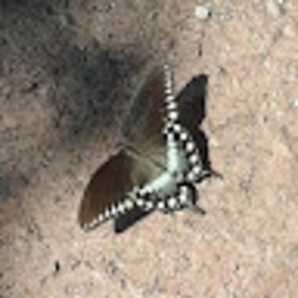 Meet your Posher, Jen - Picture 1 of 1